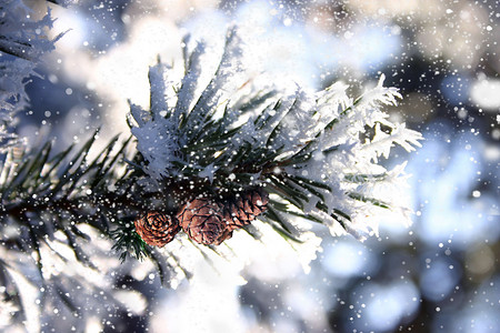 小寒雪压枝头小雪背景设计图片