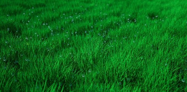 露水草地绿草坪设计图片