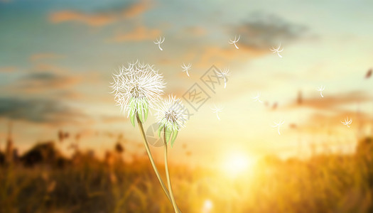 种子植物夕阳下蒲公英设计图片