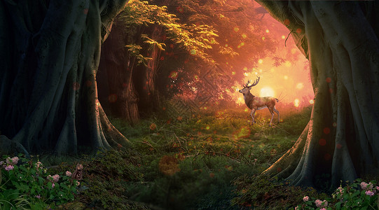 梦幻森林树木高清图片素材