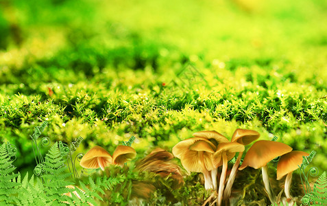 蘑菇大自然梦幻森林设计图片