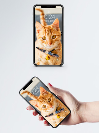 胖橘猫猫咪手机壁纸模板