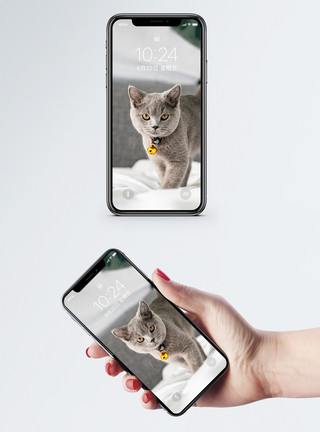 超萌素材高清猫咪手机壁纸模板
