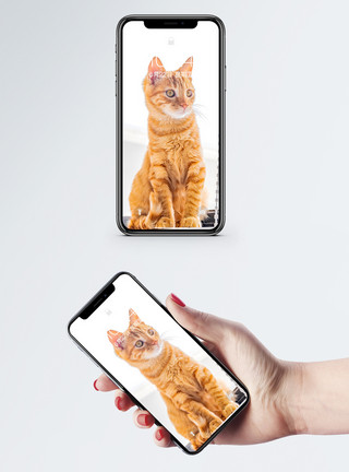 田园猫喵星人橘猫手机壁纸模板