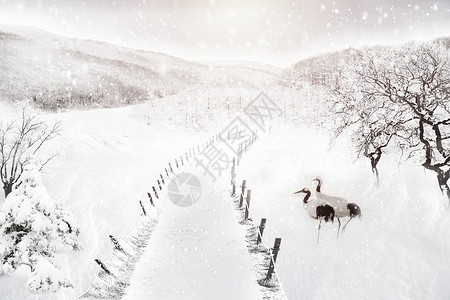 丹顶鹤冬天的雪景设计图片