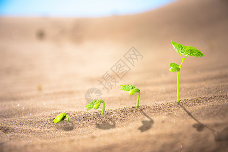绿色芽在沙漠中发芽设计图片