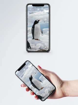 雪地企鹅南极企鹅手机壁纸模板