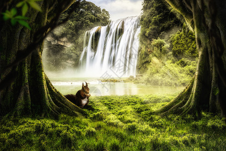 阳光狗森林中的瀑布设计图片