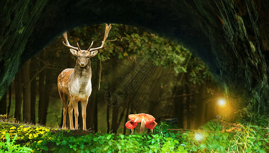 森林隧道乌克兰梦幻森林设计图片