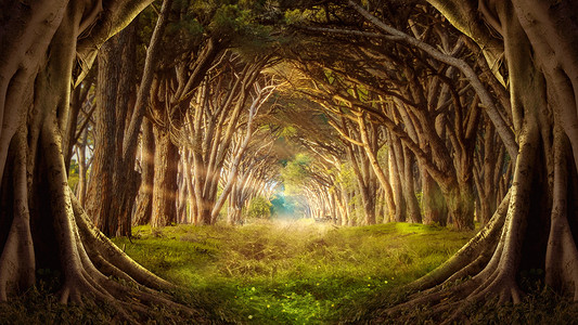 阳光树林梦幻森林场景设计图片