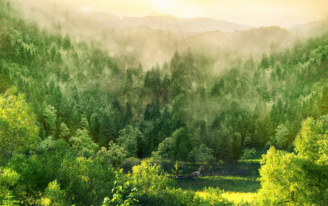 早上风景梦幻森林设计图片