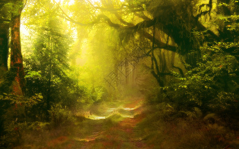 树林光影梦幻森林场景设计图片
