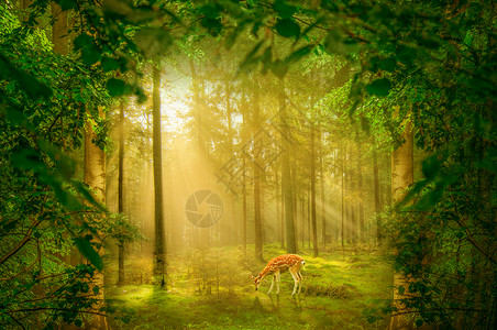穿过树林阳光梦幻森林场景设计图片