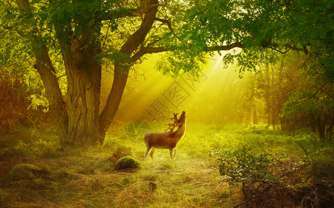 阳光下的大树梦幻森林场景设计图片