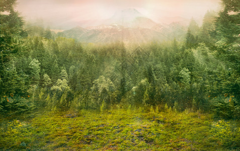 松树素材照片梦幻森林设计图片