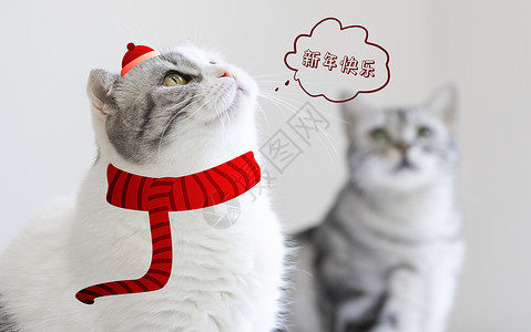 英短猫蓝猫可爱小猫喜庆祝新年快乐插画