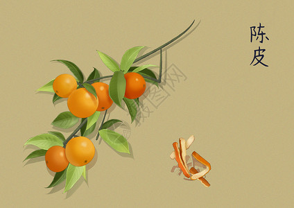 橘子主图中药手绘中国风插画