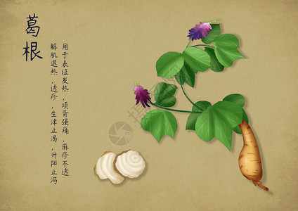 紫色花草手绘中国风中药插画