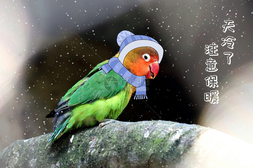 雪中的小鹦鹉图片