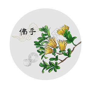 中草药插画草本植物插画佛手礁高清图片