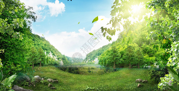 大自然美景春天的森林设计图片