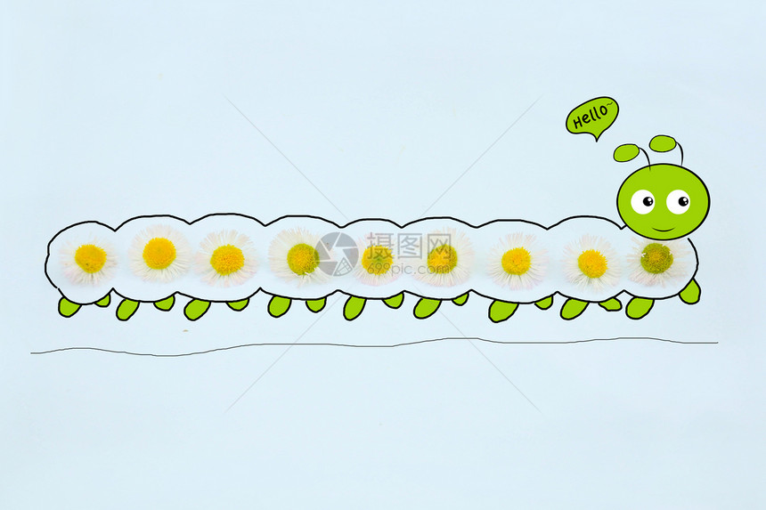 雏菊毛毛虫图片