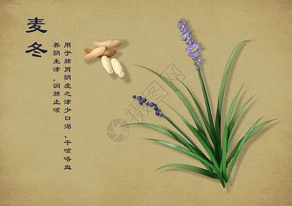 蔓花生植物手绘中国风中药养生插画