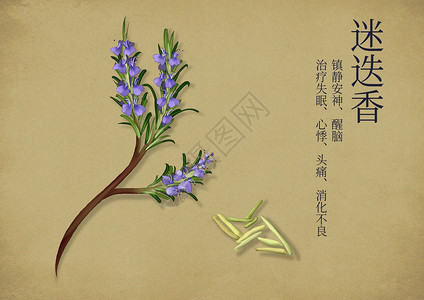 手绘植物迷迭香中国风手绘中药养生插画