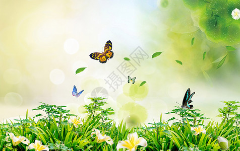 各种美丽的蝴蝶美丽春天设计图片