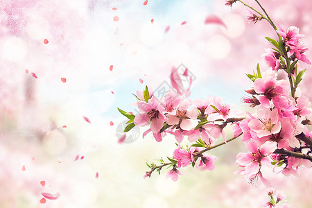 雨树枝清新樱花背景设计图片