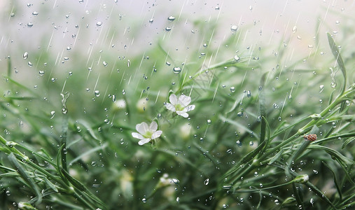 盆花儿春雨设计图片