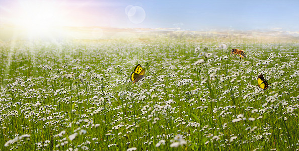春天花丛草丛蜜蜂高清图片