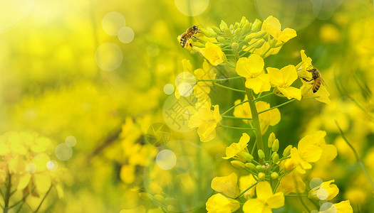 油菜花节春天花朵设计图片