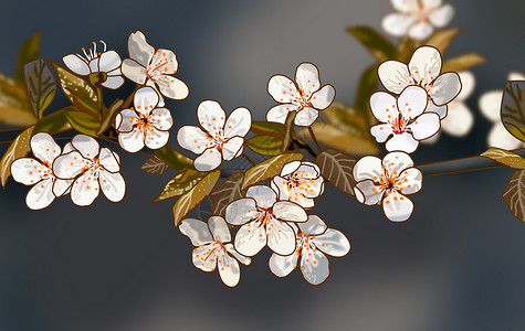 漂亮的白色樱花春天背景图片