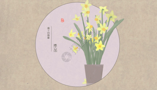 兰花造型水仙花gif高清图片