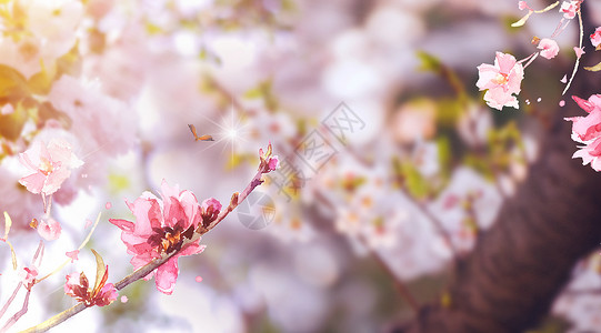 桃花朵朵开背景图片