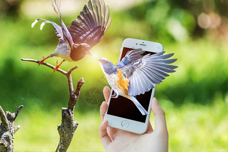 飞鸟手机素材飞鸟设计图片