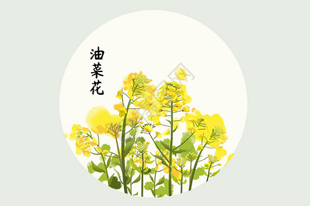 油菜花插画图片