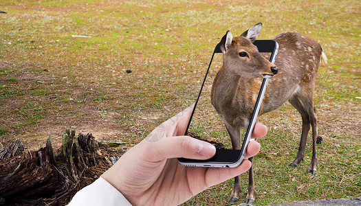 草原树林手机里的小鹿设计图片