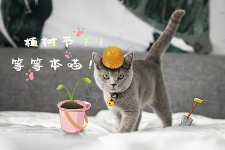 小蓝猫猫咪也来种树啦设计图片