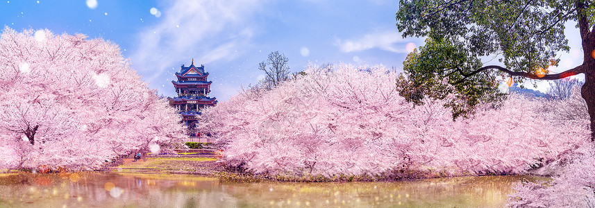 京都清水寺赏樱公园里的樱花设计图片