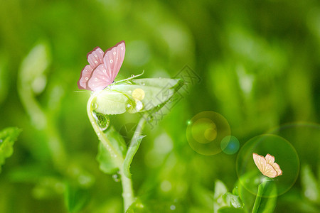 接露水的花仙子精灵的时间设计图片