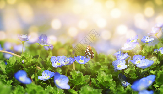 绿色鲜花春天花朵设计图片