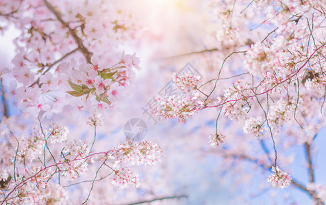 樱花树木春天风景设计图片