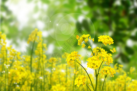 水彩森林春天的油菜花设计图片