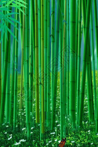 高清素材竹子划船梦游竹海仙境h9动态背景素材高清图片