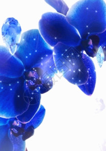 兰花新星兰花和钻石蓝色h5动态背景素材高清图片