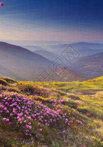 山野花满山杜鹃花飘h5动态背景高清图片