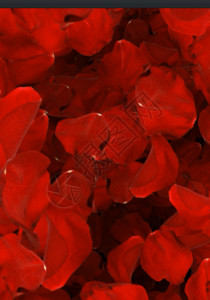 婚宴背景大红色玫瑰花瓣情人节婚礼婚庆背景高清图片