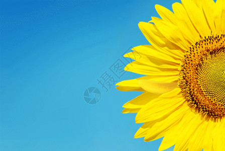 黄色大花朵蓝色天空下的向日葵gif高清图片